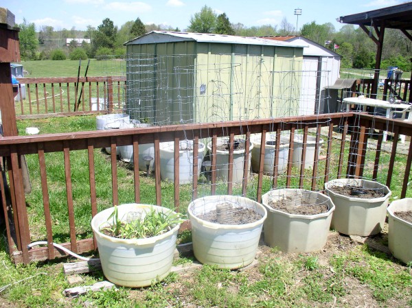 Container Garden - haphazardhomemaker.com