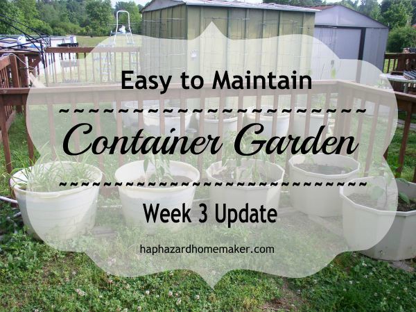 Easy to Maintain Container Garden Week 3 Update - haphazardhomemaker.com