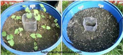 Easy to Maintain Container Garden Week 3 Update Beans - haphazardhomemaker.com