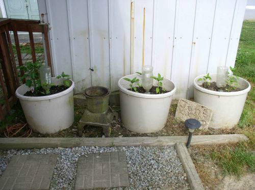 Easy to Maintain Bell Peppers in Containers -haphazardhomemaker.com