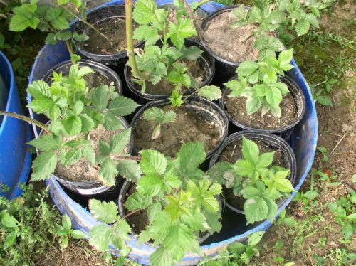 Easy to Maintain Container Garden Week 3 Update Blackberry Plants - haphazardhomemaker.com