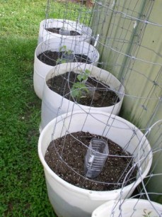 Easy to Maintain Container Garden Week 3 Update - haphazardhomemaker.com