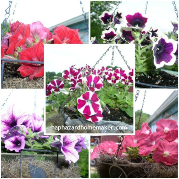Easy to Maintain Container Garden Week 3 Update Hanging Flower Baskets - haphazardhomemaker.com