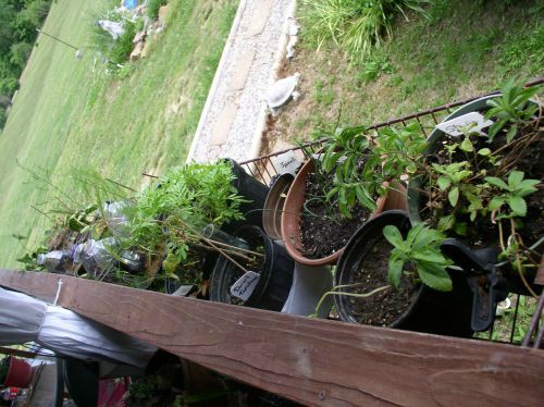 Easy to Maintain Container Garden Week 3 Update - haphazardhomemaker.com