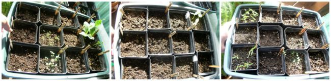 Easy to Maintain Container Garden Week 3 Update Seed Trays - haphazardhomemaker.com