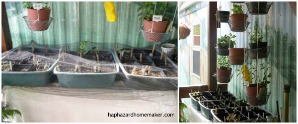 Easy to Maintain Container Garden Week 3 Update Seed Trays & Hanging Herb Pots - haphazardhomemaker.com