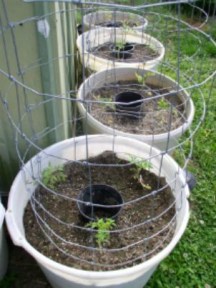 Easy to Maintain Container Garden Week 3 Update Tomatoes - haphazardhomemakers.com