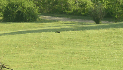 Container Garden Update 3 Strange Critter