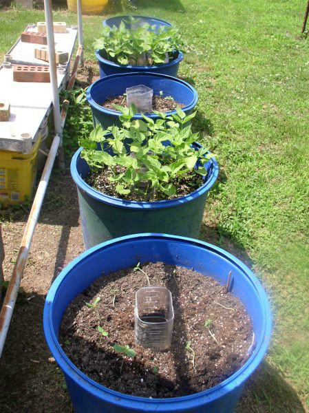 Easy to Maintain Container Garden Update Week 4 -haphazardhomemaker.com