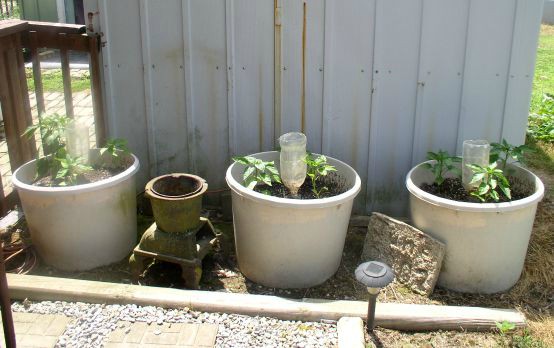 Easy to Maintain Container Garden Update Week 4 - haphazardhomemaker.com