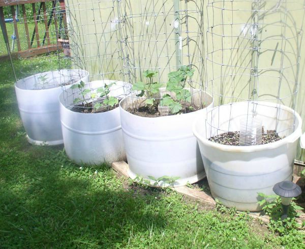 Easy to Maintain Container Garden Update Week 4 -haphazardhomemaker.com