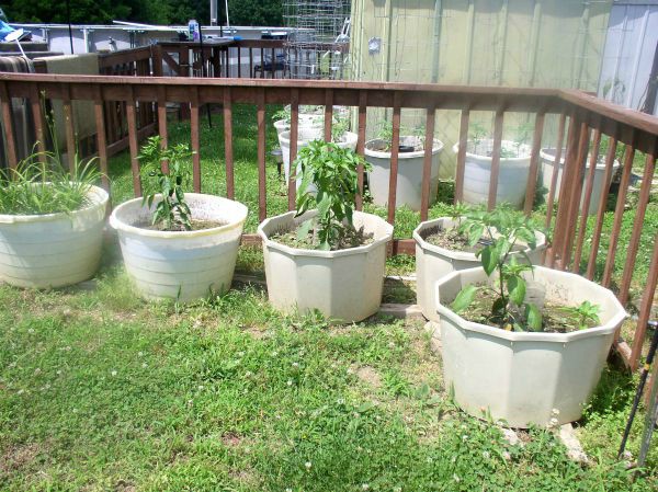 Easy to Maintain Container Garden Update Week 4 - haphazardhomemaker.com