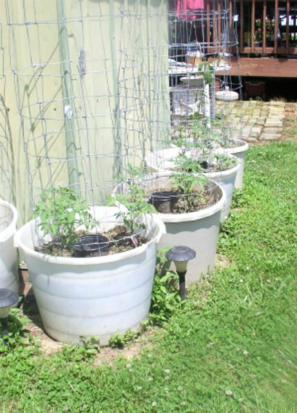 Easy to Maintain Container Garden Update Week 4 -haphazardhomemaker.com