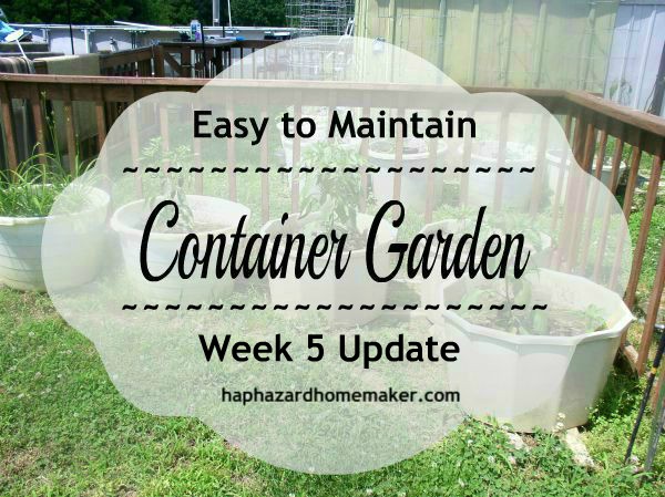 Easy to Maintain Container Garden Week 5 Update - haphazardhomemaker.com