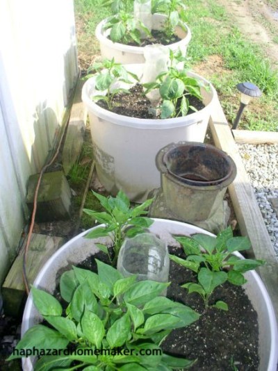 Easy to Maintain Container Garden Week 5 Update Bell Peppers - haphazardhomemaker.com