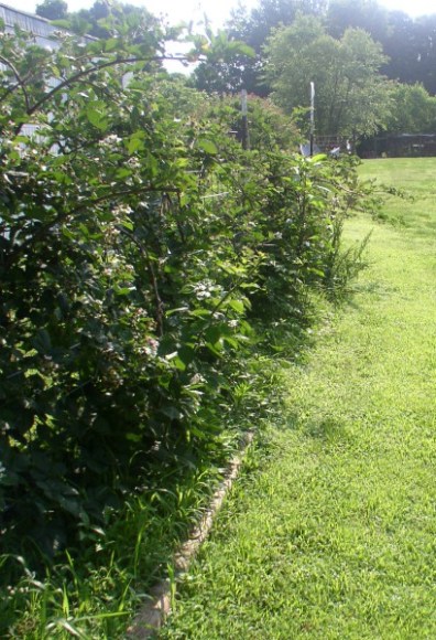 Easy to Maintain Container Garden Week 5 Update, Blackberries - haphazardhomemaker.com