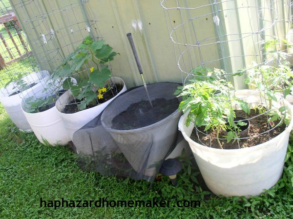 Easy to Maintain Container Garden Week 5 Update Cucumbers - haphazardhomemaker.com