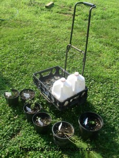 Easy to Maintain Container Garden Week 5 Update Cart - haphazardhomemaker.com