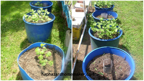 Easy to Maintain Container Garden Week 5 Update, Beans & Squash - haphazardhomemaker.com