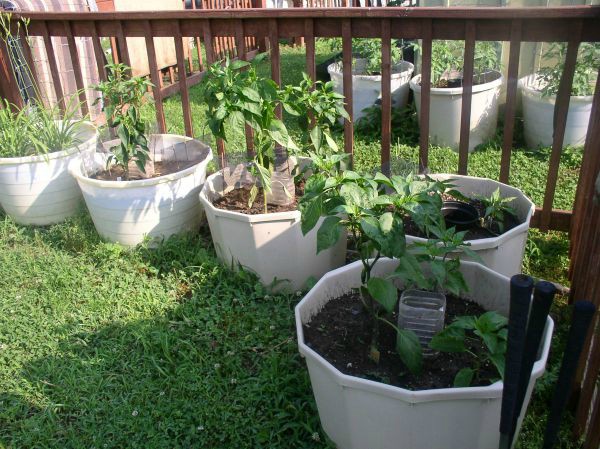 Easy to Maintain Container Garden Week 5 Update Hot Peppers - haphazardhomemaker.com