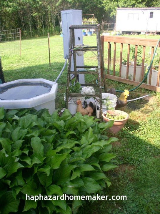 Easy to Maintain Container Garden Week 5 Update Ladder - haphazardhomemaker.com