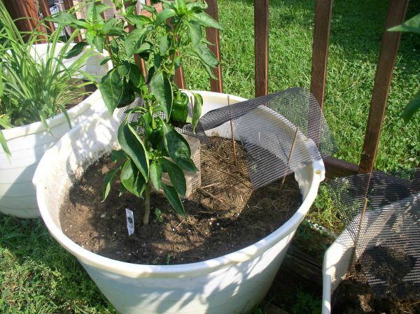 Easy to Maintain Container Garden Week 5 Update Seedling Tents - haphazardhomemaker.com