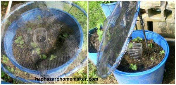 Easy to Maintain Container Garden Week 5 Update Tent Options- haphazardhomemaker.com