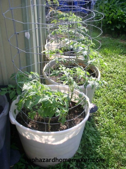 Easy to Maintain Container Garden Week 5 Update Tomatoes - haphazardhomemaker.com
