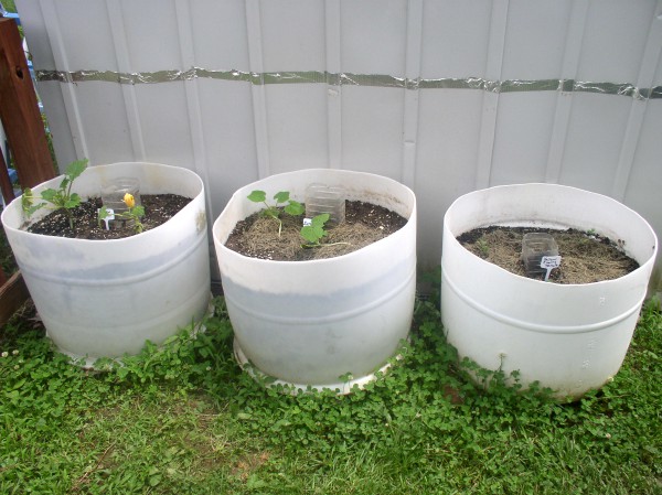 Easy to Maintain Container Garden Week 5 Update, Squash & Tomatoes - haphazardhomemaker.com