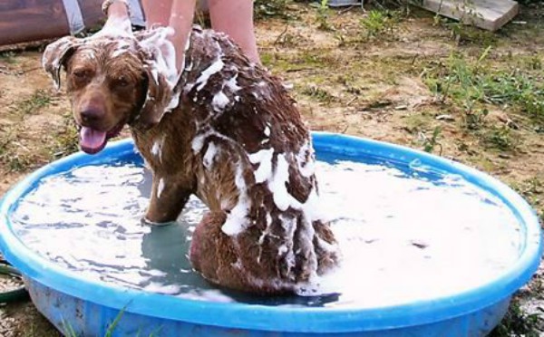 Fur-baby - haphazardhomemaker.com