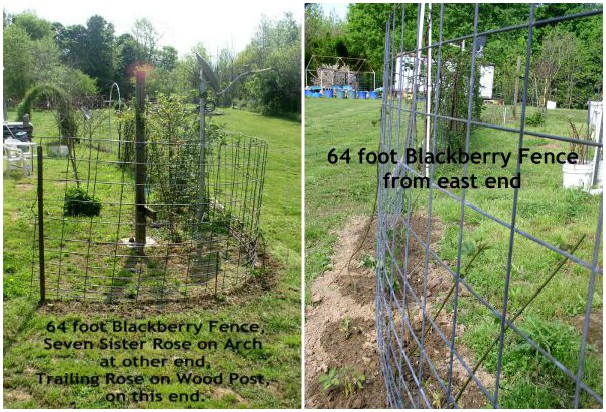 Update Week 2, Container Garden, Blackberry Fence - haphazardhomemaker.com