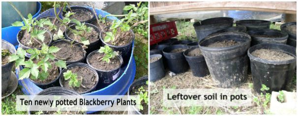 Update Week 2 Container Garden Blackberry Pots -haphazardhomemaker.com