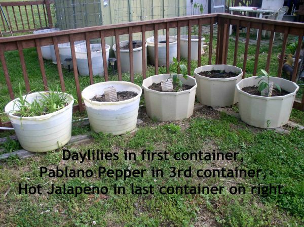 Update 2 Container Garden, Daylilies, Pablona Pepper, Hot Jalapeno - haphazardhomemaker.com