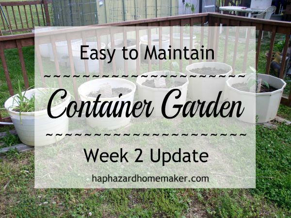 Update Week 2, Container Garden - haphazardhomemaker.com