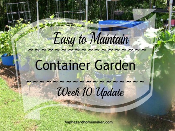 Easy to Maintain Container Garden Week 10