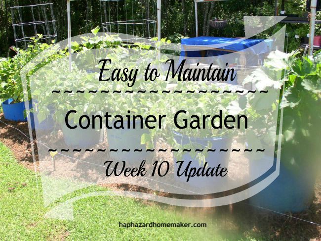 Easy to Maintain Container Garden Week 10