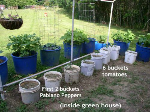 Easy to Maintain Container Garden Buckets Week 6 Update - haphazardhomemaker.com