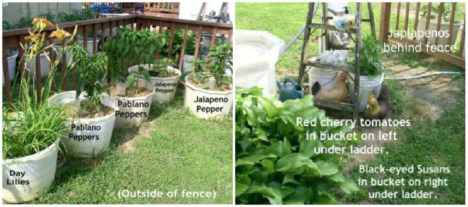 Easy to Maintain Container Garden Week 6 Update Hot Peppers - haphazardhomemaker.com