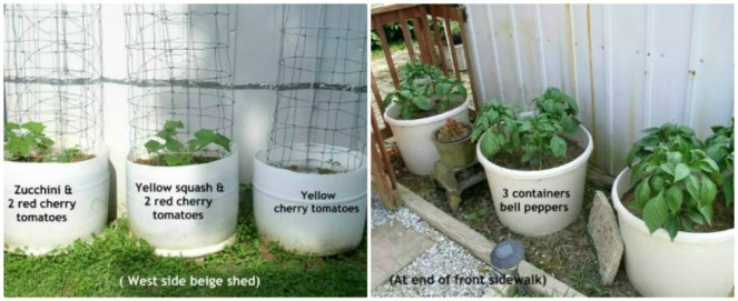 Easy to Maintain Container Garden Bell Peppers Week 6  Update -haphazardhomemaker.com