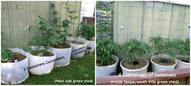 Easy to Maintain Container Garden Week 6 Update Green Shed - haphazardhomemaker.com