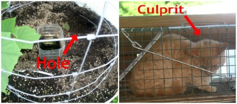 Easy to Maintain Container Gardener Week 6 Update Cat -haphazardhomemaker.com