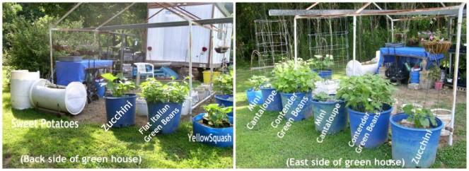 Easy to Maintain Container Garden Week 6 Update Greenhouse Area - haphazardhomemaker.com