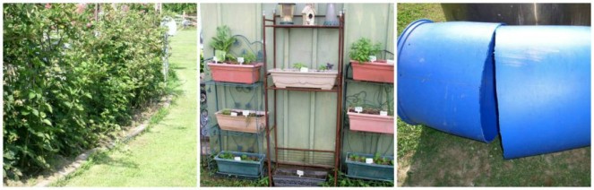 Easy to Maintain Container Garden Week 6 Update Herbs - haphazardhomemaker.com