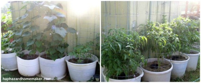 How to Grow Cucumbers & Tomatoes in containers - haphazardhomemaker.com