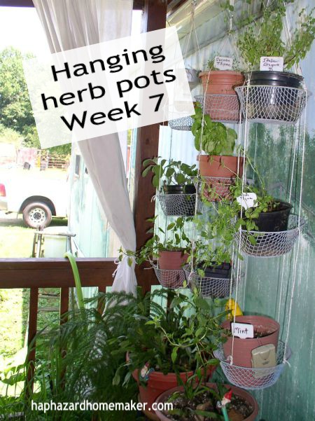 Week 7 Update Hanging Potted Herbs - haphazardhomemaker.com