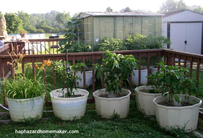 How to Grow Hot Peppers in a Container- haphazardhomemaker.com