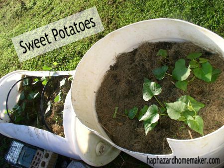 Container Grown Sweet Potatoes - haphazardhomemaker.com