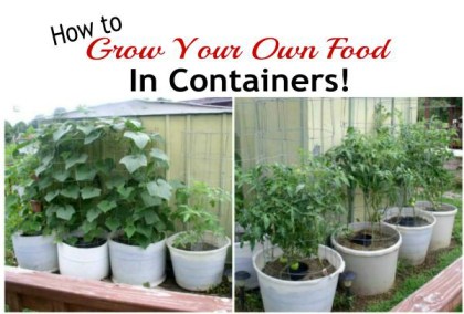Grow Your Own Food In Containers