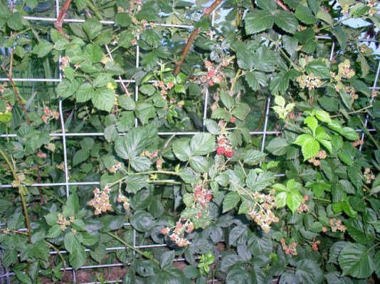 Week 8 Update Blackberries