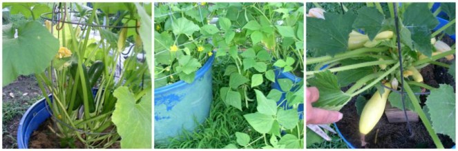 Week 8 Update Squash Beans